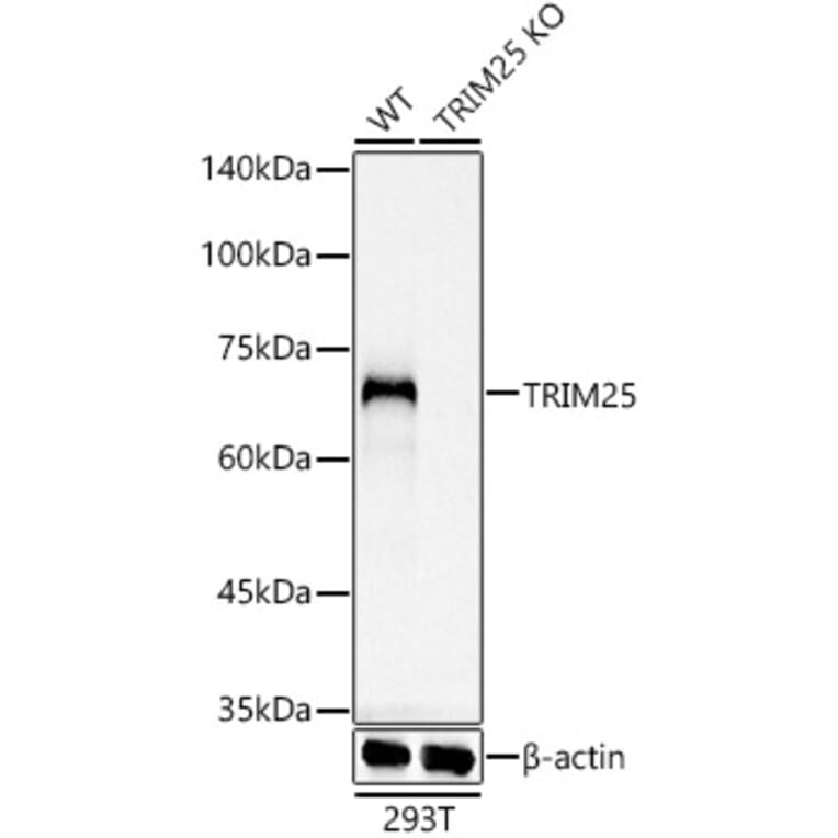 Western Blot - Anti-TRIM25/EFP Antibody [ARC0971] (A308763) - Antibodies.com