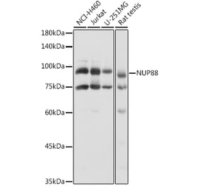 Western Blot - Anti-NUP88 Antibody (A308765) - Antibodies.com