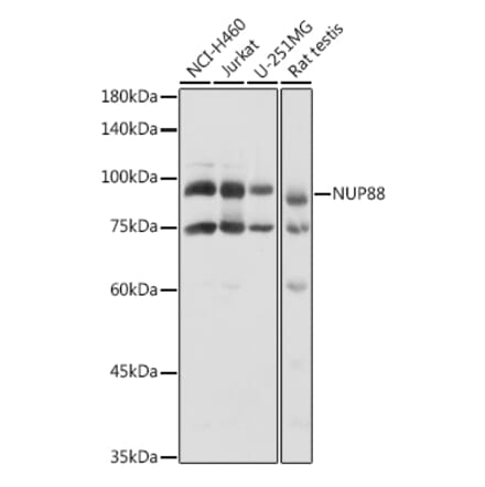 Western Blot - Anti-NUP88 Antibody (A308765) - Antibodies.com