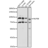 Western Blot - Anti-NUP88 Antibody (A308765) - Antibodies.com