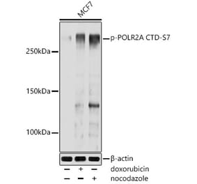 Western Blot - Anti-RNA polymerase II CTD repeat YSPTSPS (phospho Ser7) Antibody (A308770) - Antibodies.com