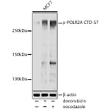 Western Blot - Anti-RNA polymerase II CTD repeat YSPTSPS (phospho Ser7) Antibody (A308770) - Antibodies.com