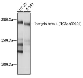 Western Blot - Anti-Integrin beta 4 Antibody [ARC1046] (A308774) - Antibodies.com