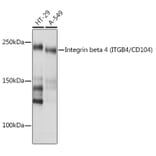 Western Blot - Anti-Integrin beta 4 Antibody [ARC1046] (A308774) - Antibodies.com