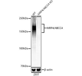 Western Blot - Anti-MRP4 Antibody [ARC52221] (A308776) - Antibodies.com