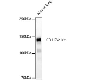 Western Blot - Anti-c-Kit Antibody (A308779) - Antibodies.com