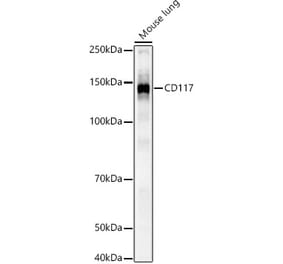 Western Blot - Anti-c-Kit Antibody (A308780) - Antibodies.com