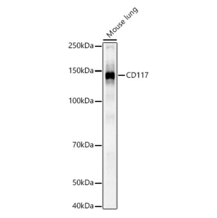 Western Blot - Anti-c-Kit Antibody (A308780) - Antibodies.com