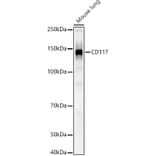Western Blot - Anti-c-Kit Antibody (A308780) - Antibodies.com