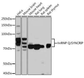 Western Blot - Anti-hnRNP Q Antibody [ARC1656] (A308784) - Antibodies.com