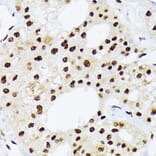 Immunohistochemistry - Anti-hnRNP Q Antibody [ARC1656] (A308784) - Antibodies.com