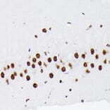 Immunohistochemistry - Anti-hnRNP Q Antibody [ARC1656] (A308784) - Antibodies.com