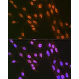 Immunofluorescence - Anti-hnRNP Q Antibody [ARC1656] (A308784) - Antibodies.com