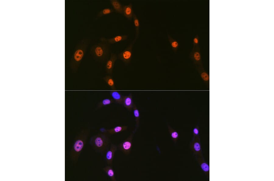 Immunofluorescence - Anti-hnRNP Q Antibody [ARC1656] (A308784) - Antibodies.com