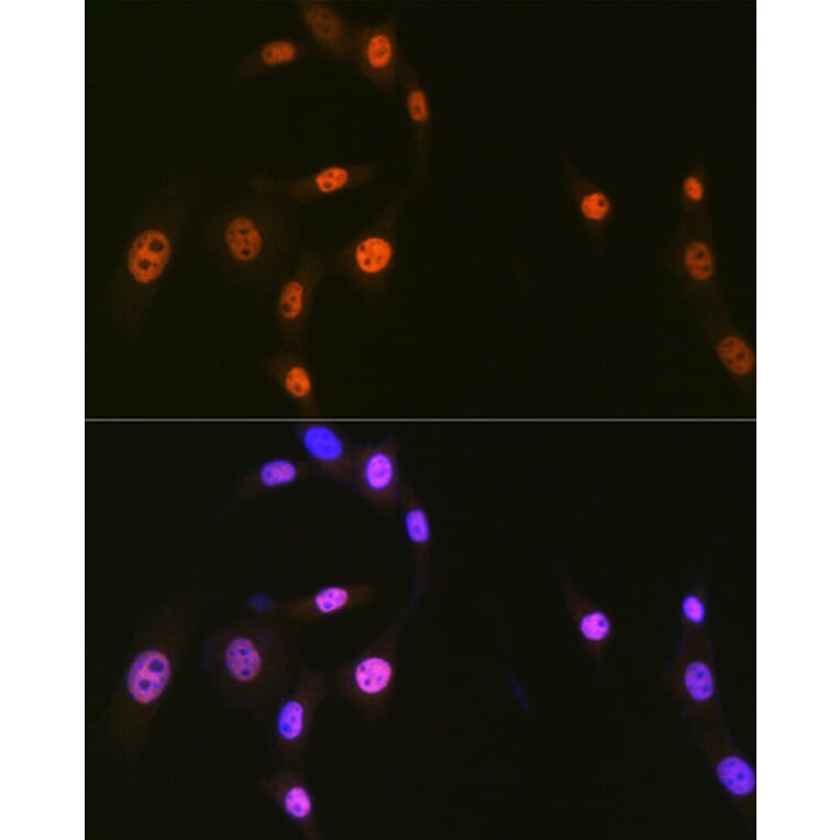 Immunofluorescence - Anti-hnRNP Q Antibody [ARC1656] (A308784) - Antibodies.com
