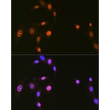 Immunofluorescence - Anti-hnRNP Q Antibody [ARC1656] (A308784) - Antibodies.com