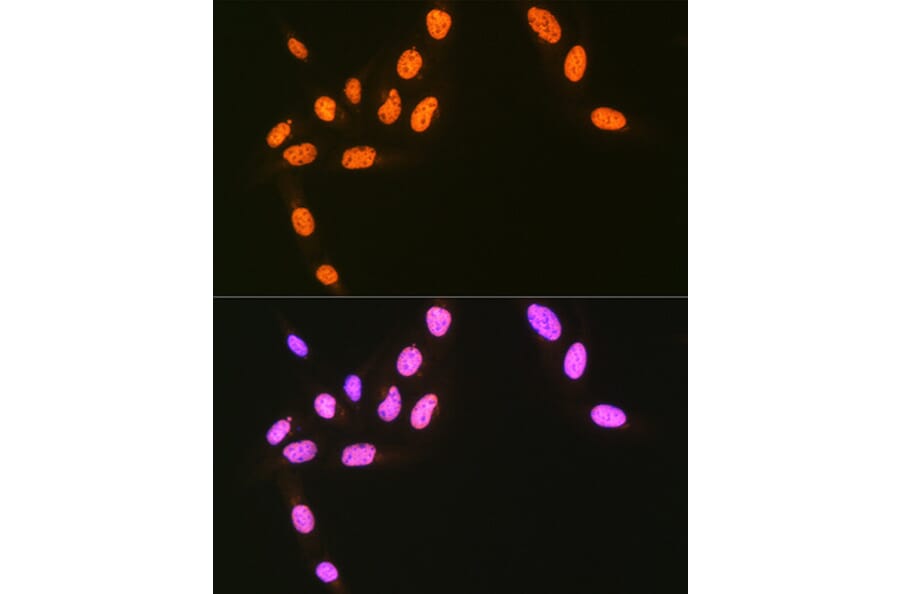 Immunofluorescence - Anti-hnRNP Q Antibody [ARC1656] (A308784) - Antibodies.com