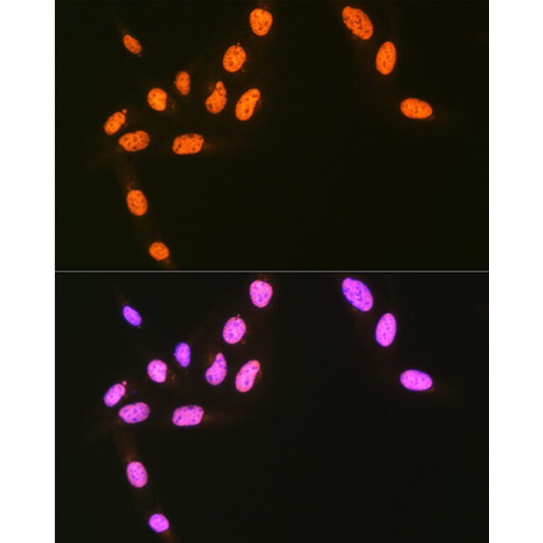 Immunofluorescence - Anti-hnRNP Q Antibody [ARC1656] (A308784) - Antibodies.com