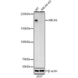 Western Blot - Anti-ABCA6 Antibody (A308785) - Antibodies.com