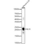 Western Blot - Anti-IL-10 Antibody (A308789) - Antibodies.com