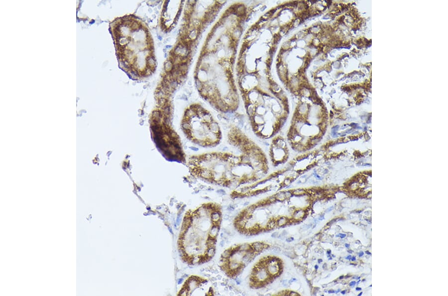 Immunohistochemistry - Anti-DBT Antibody (A308791) - Antibodies.com