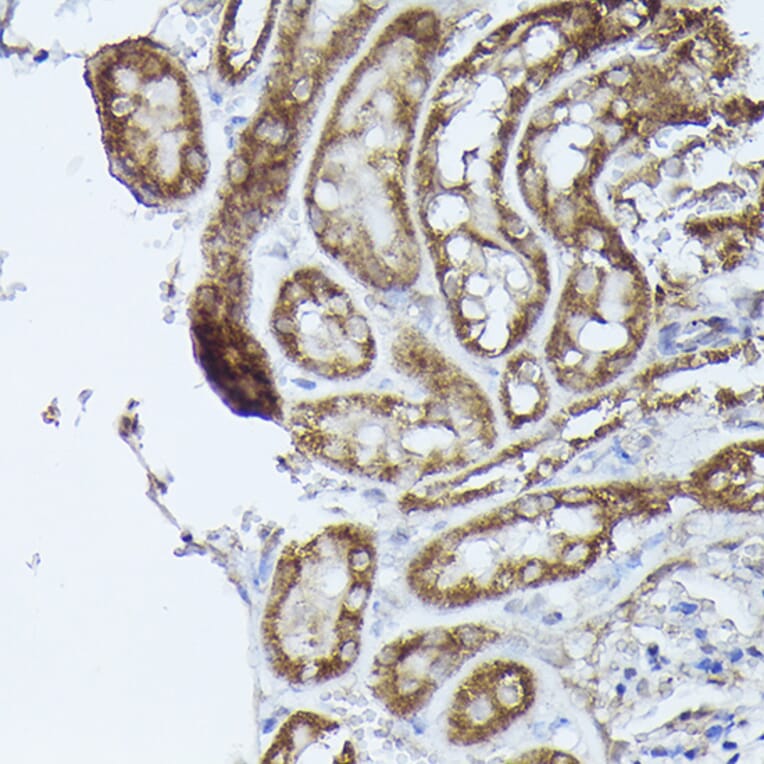 Immunohistochemistry - Anti-DBT Antibody (A308791) - Antibodies.com