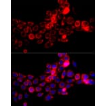 Immunofluorescence - Anti-DBT Antibody (A308791) - Antibodies.com