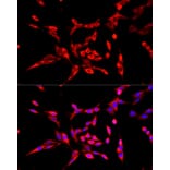 Immunofluorescence - Anti-DBT Antibody (A308791) - Antibodies.com