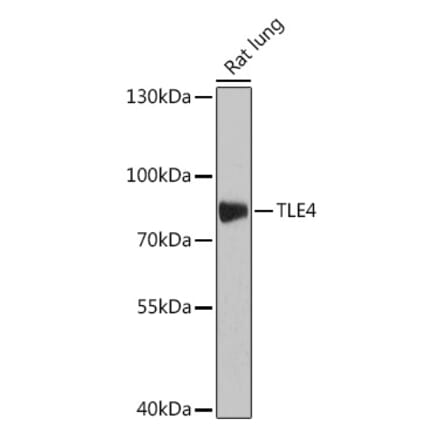 Western Blot - Anti-TLE4 Antibody (A308796) - Antibodies.com