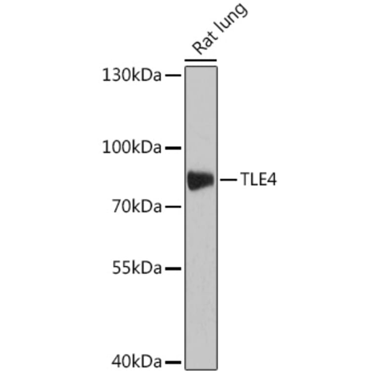 Western Blot - Anti-TLE4 Antibody (A308796) - Antibodies.com