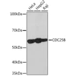 Western Blot - Anti-Cdc25B Antibody [ARC1736] (A308797) - Antibodies.com