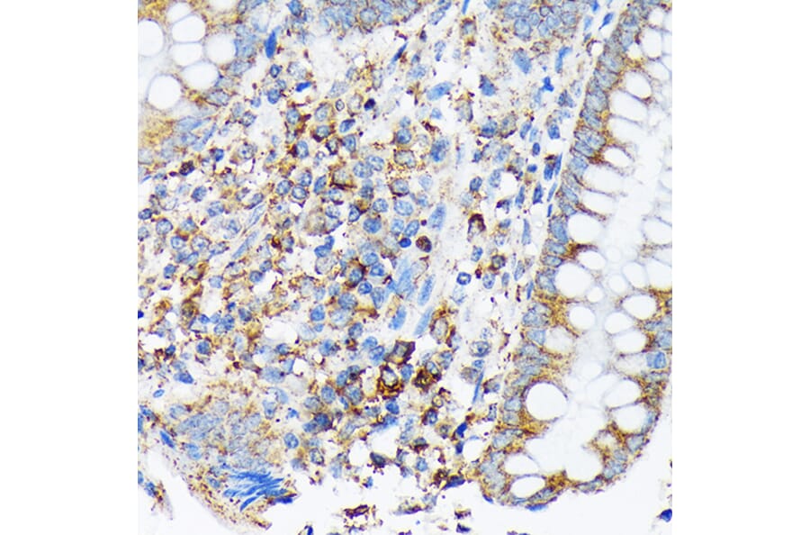 Immunohistochemistry - Anti-Cdc25B Antibody [ARC1736] (A308797) - Antibodies.com