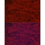 Immunofluorescence - Anti-68kDa Neurofilament/NF-L Antibody [ARC50056] (A308799) - Antibodies.com