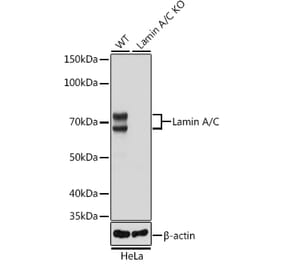 Western Blot - Anti-Lamin A Antibody [ARC5001-08] (A308800) - Antibodies.com