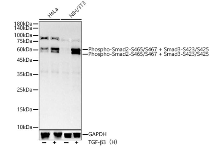 Western Blot - Anti-Smad2 (phospho Ser465 + Ser467) + Smad3 (phospho Ser423 + Ser425) Antibody [ARC56314] (A308804) - Antibodies.com