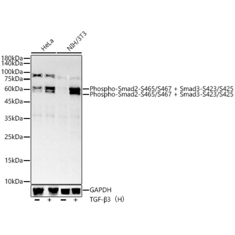 Western Blot - Anti-Smad2 (phospho Ser465 + Ser467) + Smad3 (phospho Ser423 + Ser425) Antibody [ARC56314] (A308804) - Antibodies.com