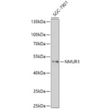 Western Blot - Anti-NMUR1 Antibody (A308806) - Antibodies.com