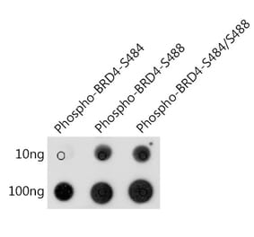 Dot Blot - Anti-Brd4 (phospho Ser484 + Ser488) Antibody (A308808) - Antibodies.com