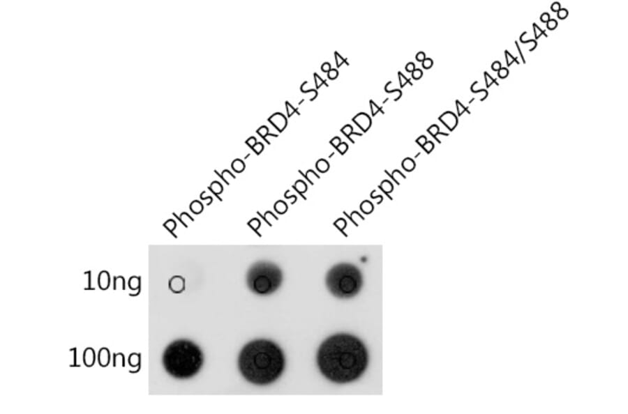 Dot Blot - Anti-Brd4 (phospho Ser484 + Ser488) Antibody (A308808) - Antibodies.com