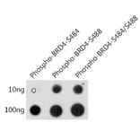 Dot Blot - Anti-Brd4 (phospho Ser484 + Ser488) Antibody (A308808) - Antibodies.com