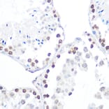Immunohistochemistry - Anti-AMPK beta 1 (phospho Ser182) Antibody (A308809) - Antibodies.com