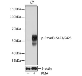 Western Blot - Anti-Smad3 (phospho Ser423 + Ser425) Antibody [ARC0170] (A308811) - Antibodies.com
