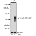 Western Blot - Anti-Smad3 (phospho Ser423 + Ser425) Antibody [ARC0170] (A308811) - Antibodies.com