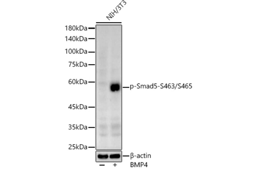 Western Blot - Anti-SMAD5 (phospho Ser463 + Ser465) Antibody (A308813) - Antibodies.com