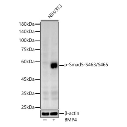 Western Blot - Anti-SMAD5 (phospho Ser463 + Ser465) Antibody (A308813) - Antibodies.com