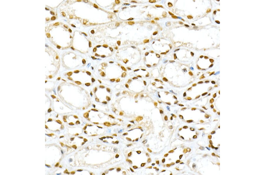 Immunohistochemistry - Anti-SMAD5 (phospho Ser463 + Ser465) Antibody (A308813) - Antibodies.com