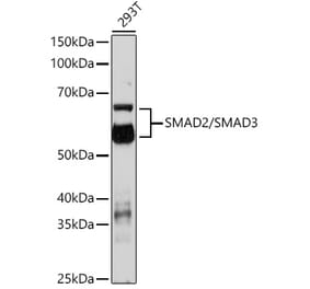 Western Blot - Anti-Smad2 + Smad3 Antibody (A308814) - Antibodies.com