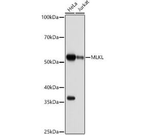 Western Blot - Anti-MLKL Antibody [ARC0165] (A308816) - Antibodies.com