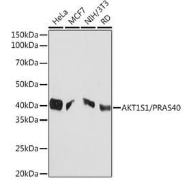 Western Blot - Anti-PRAS40 Antibody [ARC1965] (A308817) - Antibodies.com
