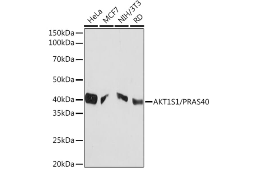 Western Blot - Anti-PRAS40 Antibody [ARC1965] (A308817) - Antibodies.com